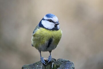 Poster - Closeup of a beautiful Eurasian blue tit in a forest with blurred background