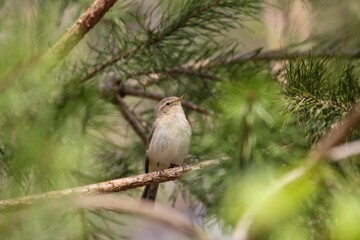 Wall Mural - Closeup of a cute chiffchaff bird sitting on a branch in a forest during sunrise