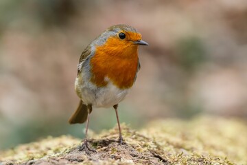 Sticker - Closeup of a European robin (Erithacus rubecula) on a tree trunk against blurred background