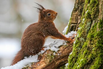 Sticker - Closeup of a common squirrel (Sciurus vulgaris) on a snowy trunk of a tree on blurred background