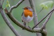 Closeup of a cute European robin (Erithacus rubecula) perched on the branch on blurred background