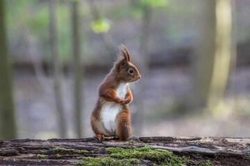 Canvas Print - Closeup shot of the brown squirrel on the tree with a blurred background