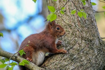 Wall Mural - Closeup shot of the brown squirrel on the tree with a blurred background