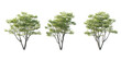 © AK082 - isolated cutout tall and big tree acer palmatum  in 3 different model option, best use for landscape design