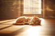 The image of a cat sleeping on a perfect wooden floor.