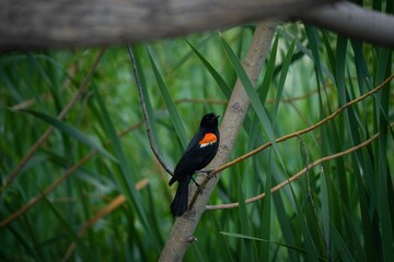 male red-winged blackbird perched on a tree branch. agelaius phoeniceus.