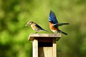 Sticker - Closeup of eastern bluebirds (Sialia sialis) on a wooden feeder against blurred background