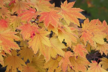 Sticker - Close up of autumn tree leaves