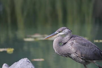 Wall Mural - Great blue heron resting by calm pond