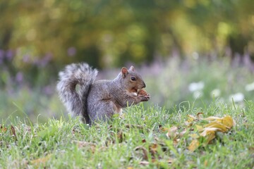 Wall Mural - Adorable Eastern gray squirrel eating nut standing on the grass