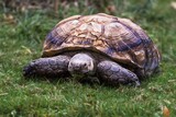 Fototapeta Sawanna - Closeup of a tortoise eating grass on the ground