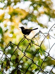 Wall Mural - Vertical closeup of an Indian robin (Copsychus fulicatus) on a metallic fence on blurred background