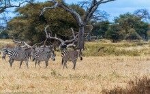 Herd Of Zebras Walking In A Savannah Before Tropical Trees And Trunks Under The Blue Sky