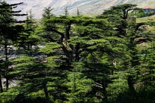 Cedar Pine Tree Forest With Dense Vegetation During Daytime