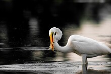 Selective Focus Of A Australasian Egret In The Water With Caught Fish That Puked