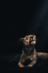 Wall Mural - Vertical shot of a young lion sitting in darkness and looking up with its eyes closed