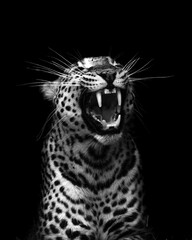 Wall Mural - Vertical greyscale shot of a Sri Lankan leopard roaring in the darkness