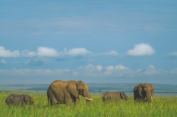 Poster - Group of elephants in the safari