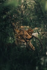 Wall Mural - Vertical shot of a lion