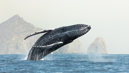 famous and happy whale in a whale watching touristic tour