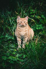 Sticker - Vertical shot of a tabby cat (Felis catus) sitting on the grass staring at the camera