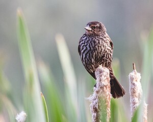 Sticker - Wild red-winged blackbird perching on high stalk