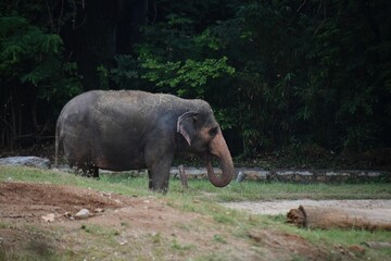 Poster - Lonely Indian elephant resting in the zoo