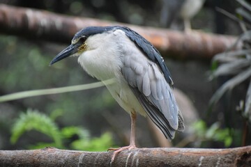 Poster - Black-crowned night heron perched on a tree trunk