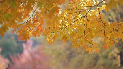 Wall Mural - colorful woods with yellow and orange canopies in autumn forest on sunny day. landscape of wild natu