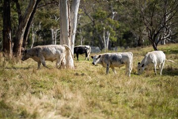 Herd of speckle park cows with horn in a field grazing on pasture on a regenerative, organic, sustainable farm in springtime. Lush green grass