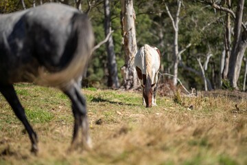 Wall Mural - Brown horse grazing in a field on grass in a the wilderness.