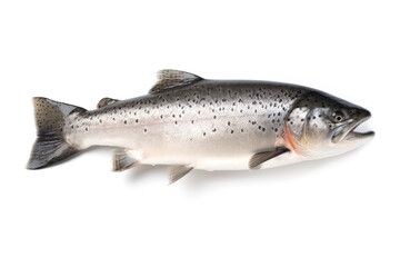 Poster - image of salmon fish on white background. Underwater Animals. Foods. illustration, generative AI.