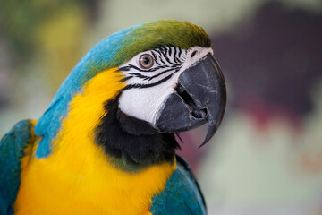 One blue and yellow Macaw - close-up on head