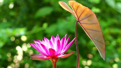 Wall Mural - Pink lotus   in pond  , outdoor  Chiangmai Thailand