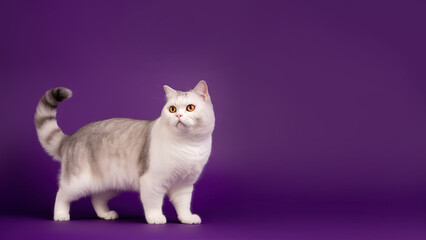 Wall Mural - Main coon cat post on purple background with copyspace (Generative AI)