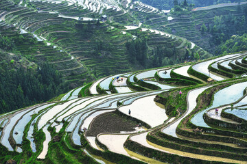 Wall Mural - terrace fields in overcast weather