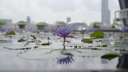 Wall Mural - Flower lotus, purple flower lotus, blooming flower in the water.