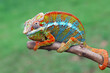 Beautiful of panther chameleon on wood, The panther chameleon on tree