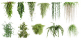Fototapeta Tulipany - Set of various creeper plants, vol. 2, isolated on transparent background. 3D render.