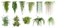 Set Of Various Creeper Plants, Vol. 2, Isolated On Transparent Background. 3D Render.
