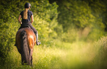 Girl Horse Rider On The Green Field. Trees In The Background. Equestrian Theme.