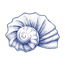 Hand Drawing Of A Sea Shell
