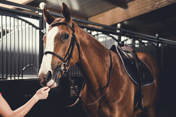 Horse in stable ready for training. Equestrian theme.