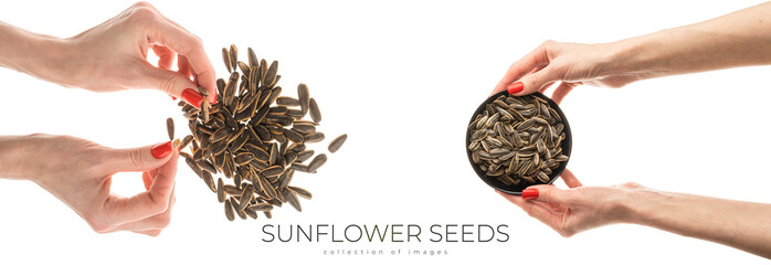 Wall Mural - Female hand sunflower seeds on a white background isolation