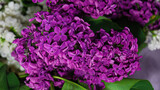 Fototapeta Paryż - Bouquet of lilac macro shooting with a blurred background