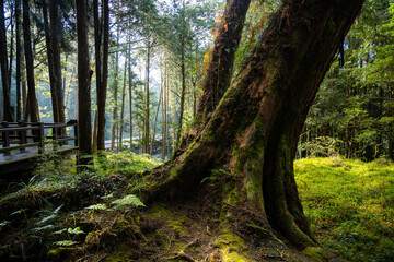 Wall Mural - giant big tree in alishan of taiwan