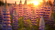 Lupine Flowers In A Field At Sunset