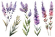 Bouquet of lavender, watercolor illustration, isolated white background, AI Generative AI