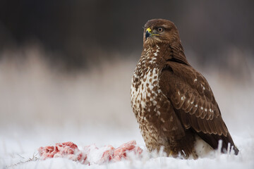 Wall Mural - Common buzzard, buteo buteo, sitting on snow next to killed animal. Feathered predator guarding prey on snowy ground. Bird of prey looking on white meadow.