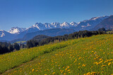 Fototapeta Góry - Ofterschwang - Alpen - Berge - Löwenzahn - Frühling